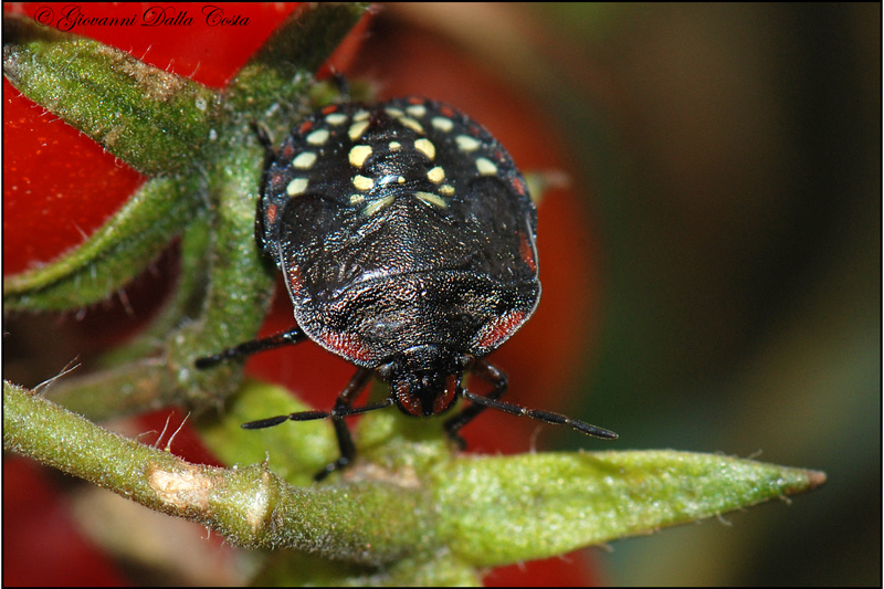 Neanide di Nezara viridula  ?
